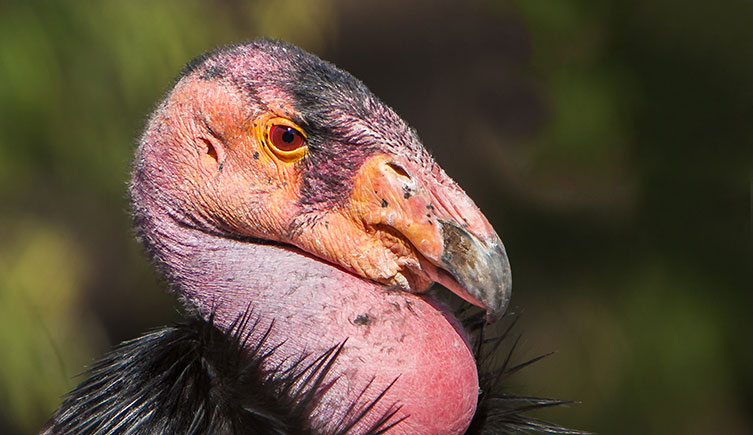 A close-up of a California condor’s sharp beak and head, which is mostly free of feathers. 