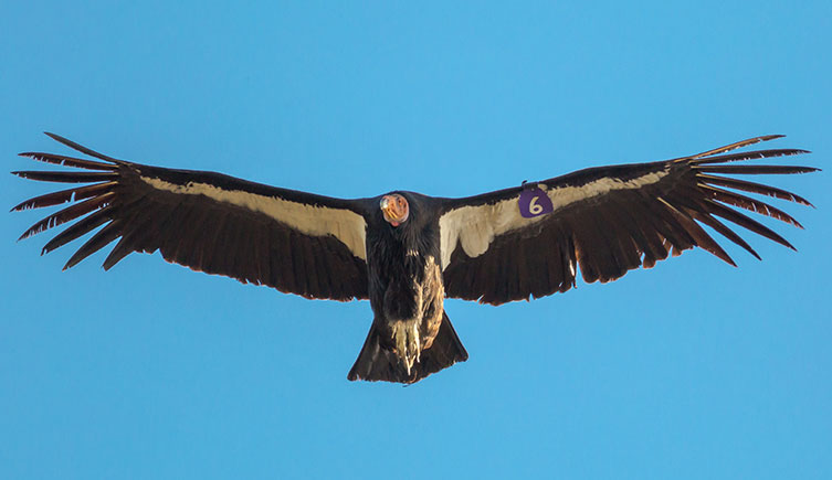 A California condor glides through the air. It has a purple tag labelled with the number six attached to one wing. 