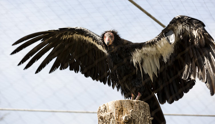 A California condor at the Santa Barbara Zoo. Attached to one wing is a black tag labelled with the number four.