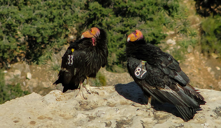 A pair of adult California condors perched on a rock ledge in the Grand Canyon National Park. Both have black identification tags attached to their wings. 