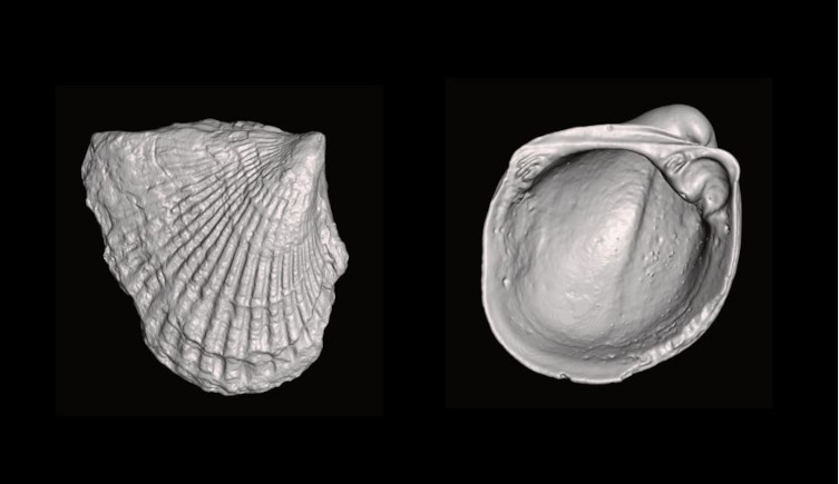 Micro-CT scans of 460-million-year-old bivalves Anomalodonta (left) and Vanuxemia (right).