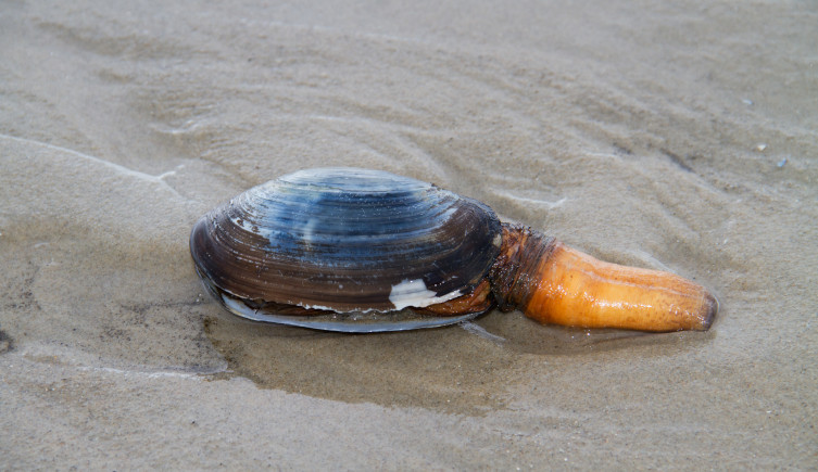 A stranded bivalve on a beach with its siphon emerging from its shell.