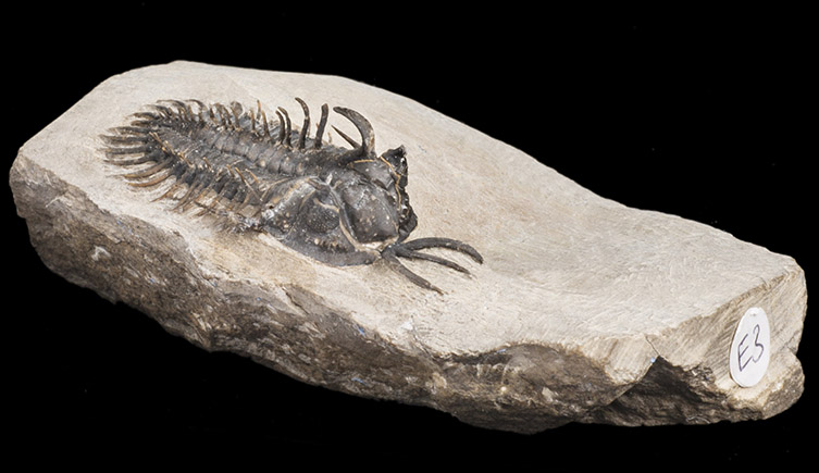 Fossil triolbite with spikes down its back