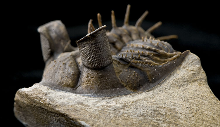 Fossil trilobiote with massive eyes