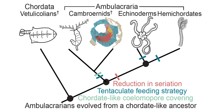 A diagram depicting where Rotadiscus fits in the tree of life compared to other groups such as the chordates and echinoderms.