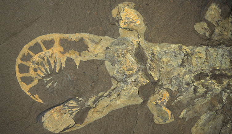 A fossil of Anomalocaris showing its curved arms and eyes on stalks. 