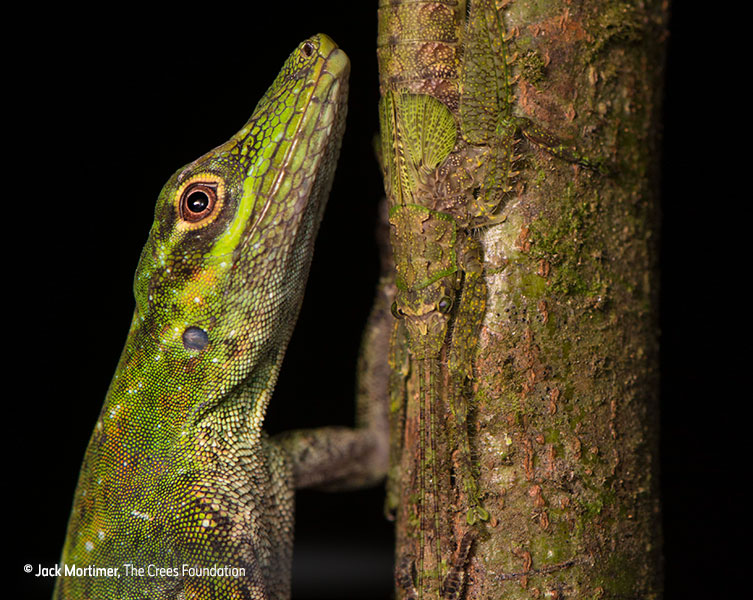 Camouflaged animals