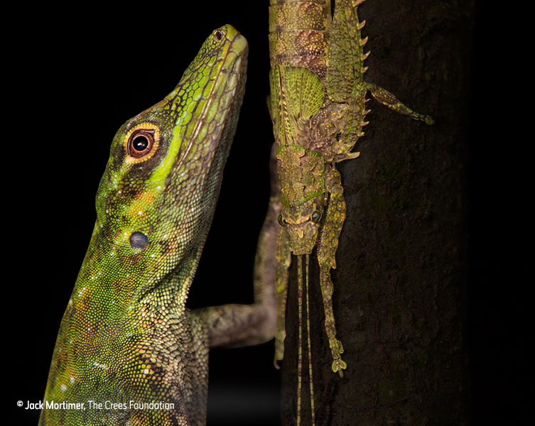 Animals revealed