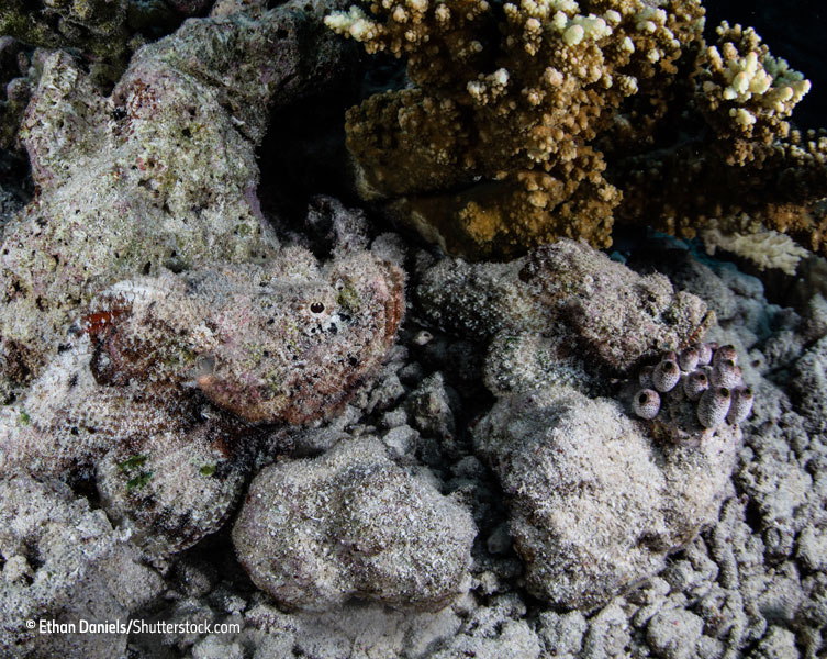 Camouflaged fish