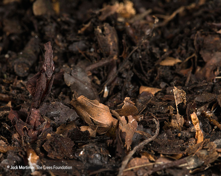Camouflaged insect