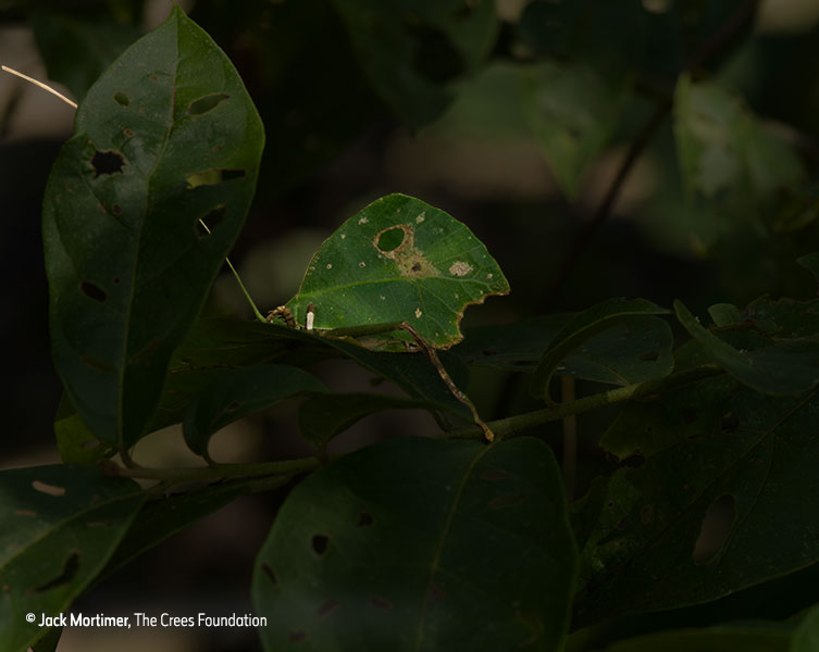 Insect revealed