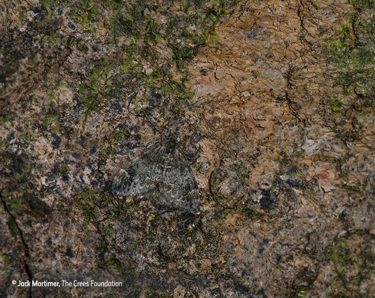 Camouflaged moth