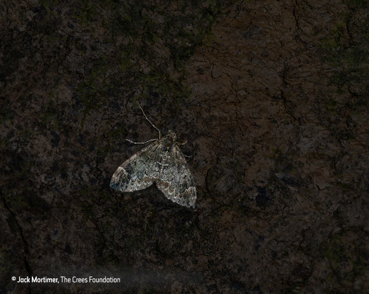 Moth revealed