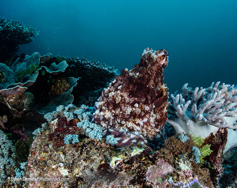 Camouflaged octopus