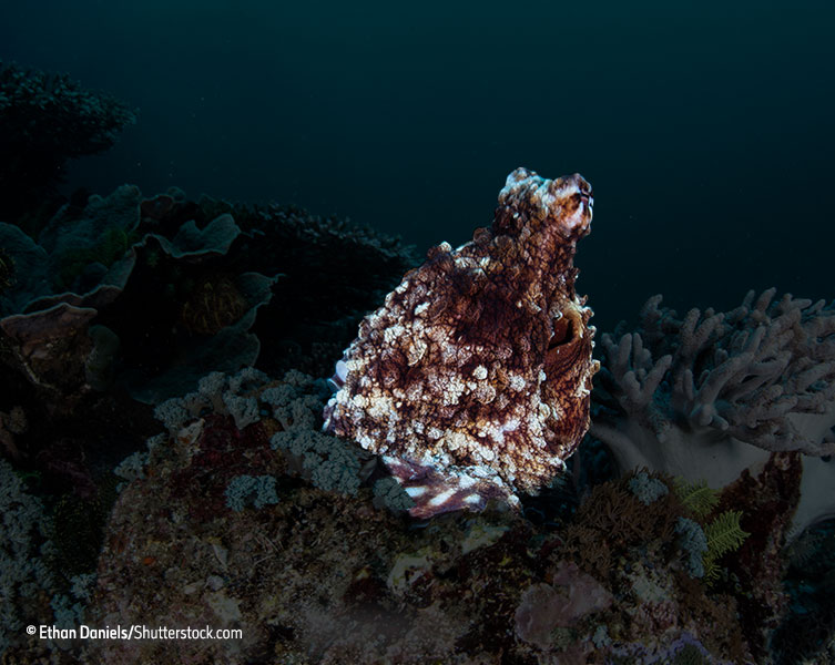 Octopus revealed