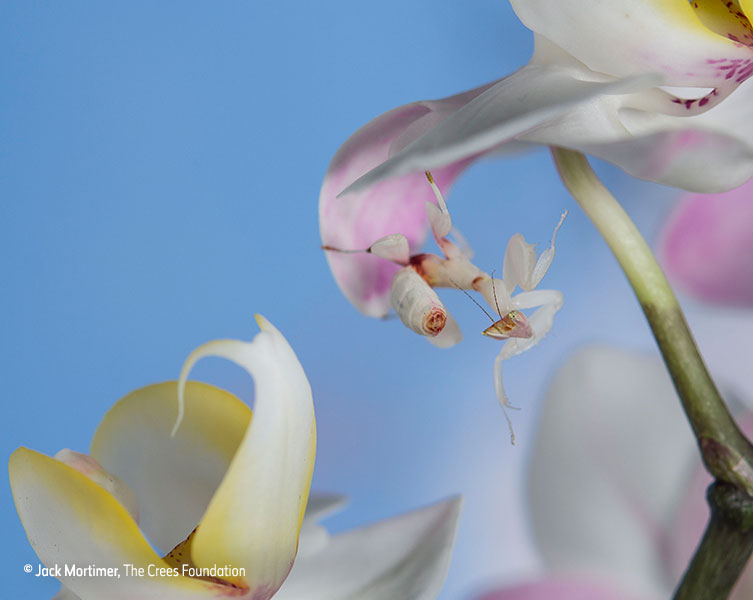 Camouflaged insect