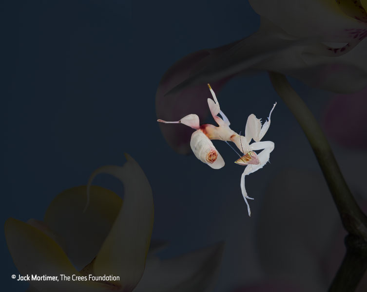 Insect revealed