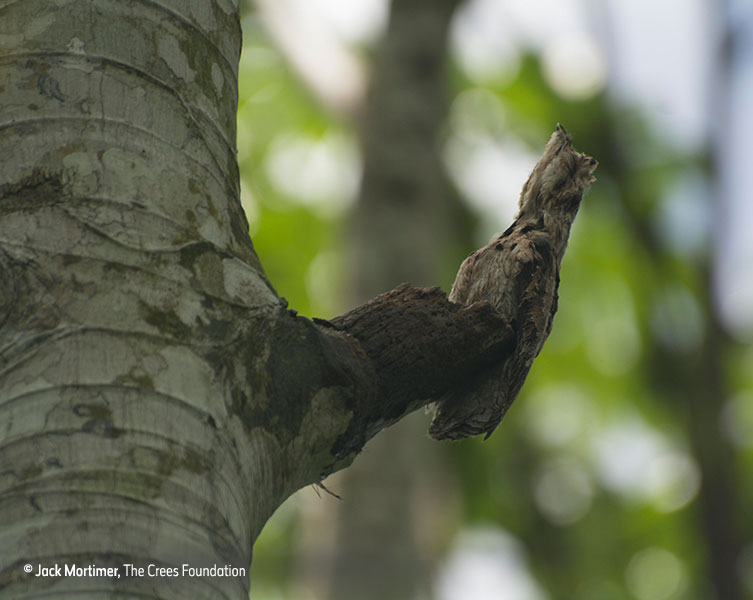 Camouflaged bird