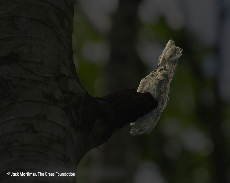 Bird revealed