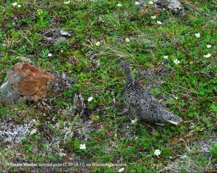 Camouflaged birds