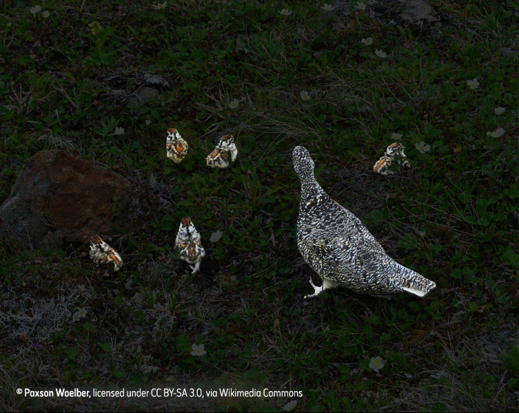 Birds revealed