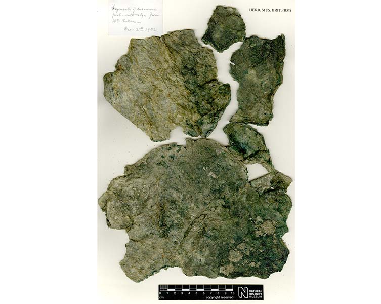 A dried herbarium  specimen collected during Captain Scott’s Discovery Expedition