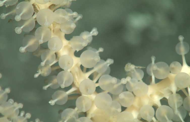 A close up view of the carnivorous sponge Chondrocladia robertballardi