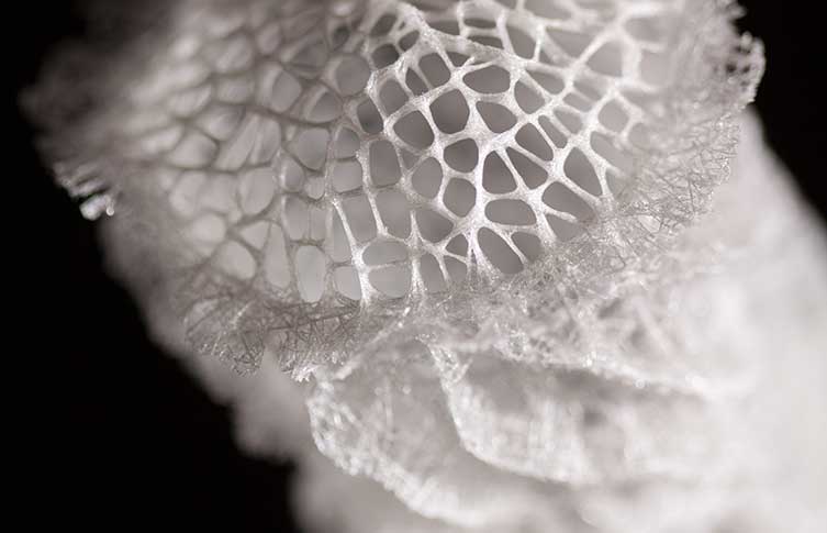 A close up of a Venus's flower basket sponge