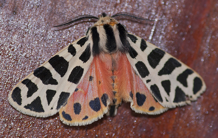 Tiger moth 