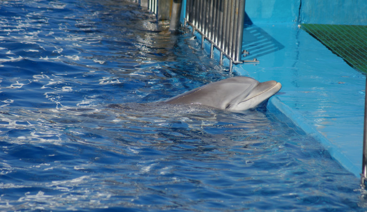 A bottlenose dolphin puts its head on the edge of a pool.