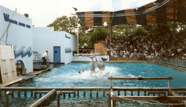 Dolphins dive into a pool during a show at Windsor Safari Park in the 1980s.