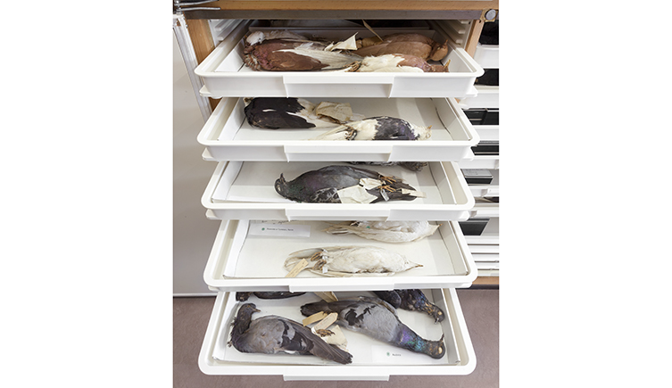Museum drawers filled with various breeds of pigeons 