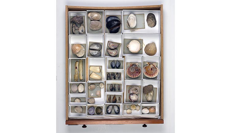 A drawer filled with shell specimens collected by Charles Darwin.