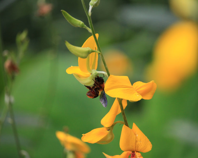 A bumble bee drinks nectar from a yellow flower.
