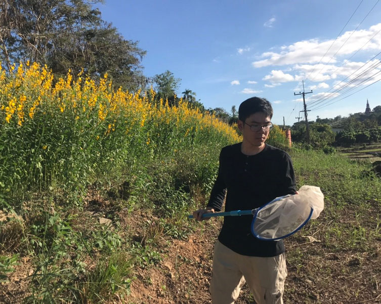 PhD scientist Chawatat looks for bumblebees using a white net.