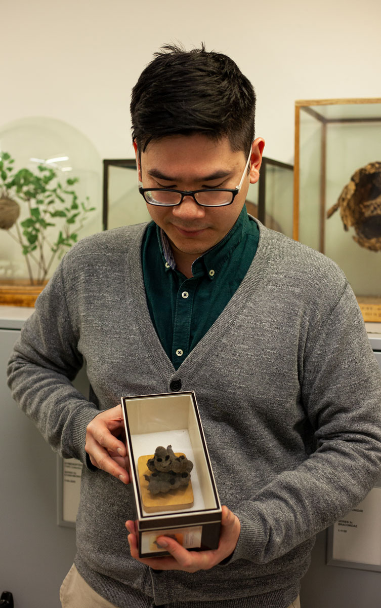 Chawatat holds a bee specimen from the Natural History Museum's collection.