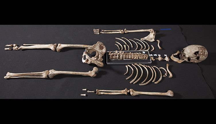 Cheddar Man skeleton laid out on a table