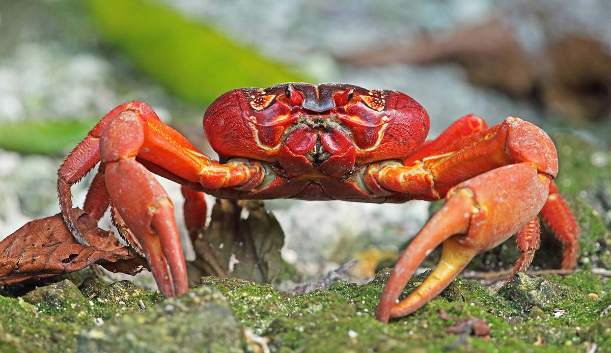 A Christmas Island red crab stands on a rock.