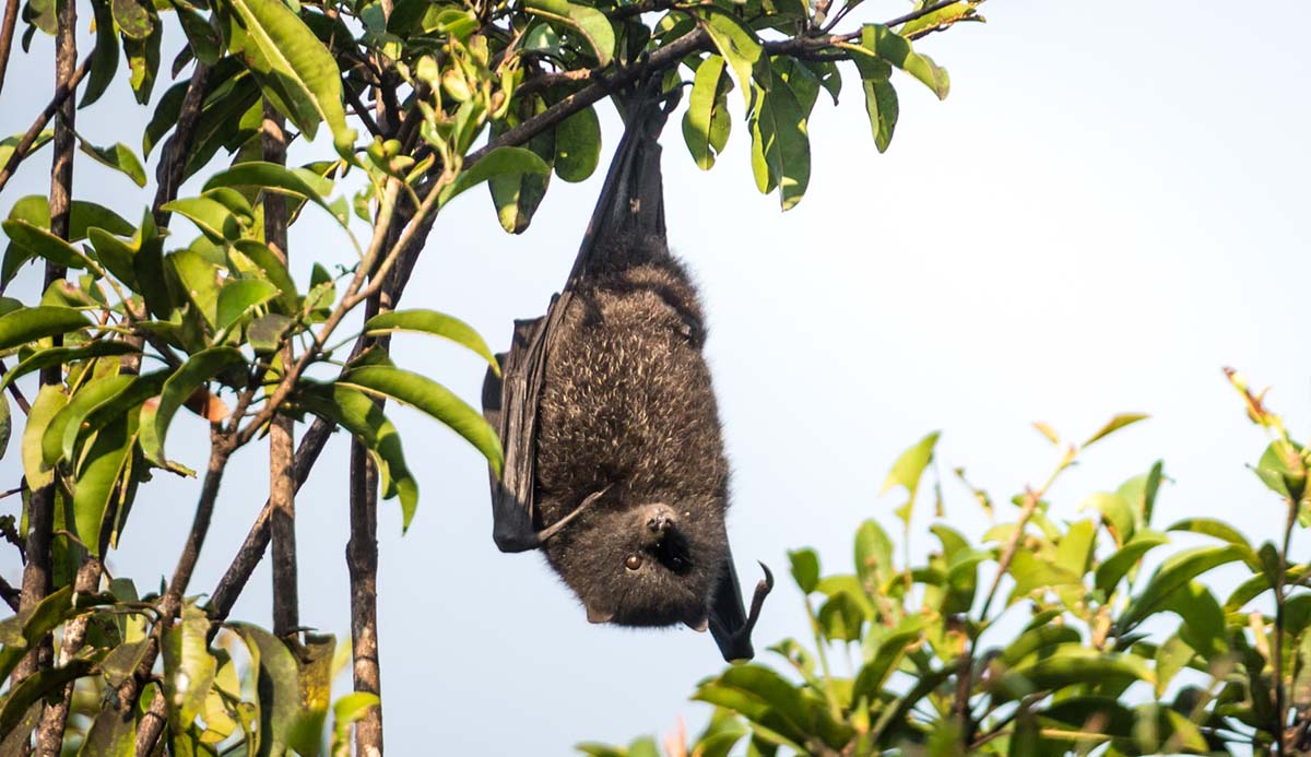 A Christmas Island flying fox hangs upside down from a tree.