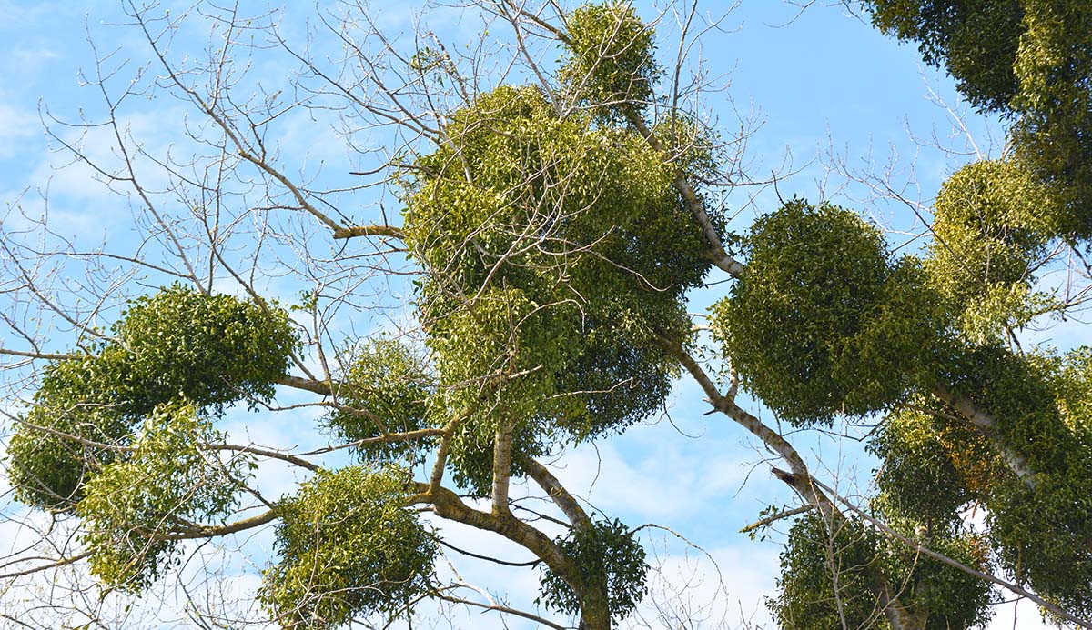 Mistletoe grows in clumps on the branches of a tree.