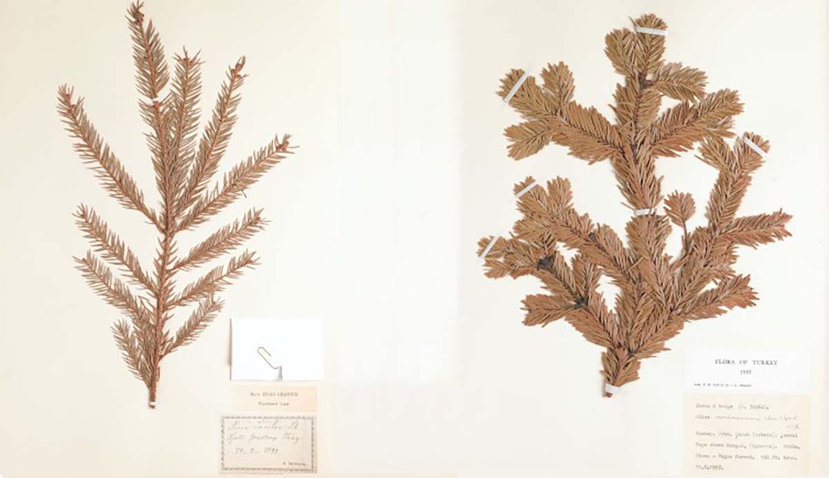 A specimen of Norway spruce to the left, and a Nordmann fir to the right.