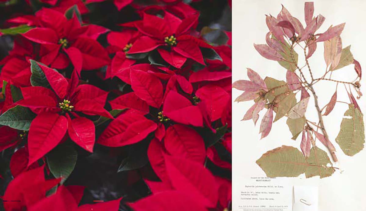 A photo of poinsettia plants to the left, and one on a botanical sheet to the right.