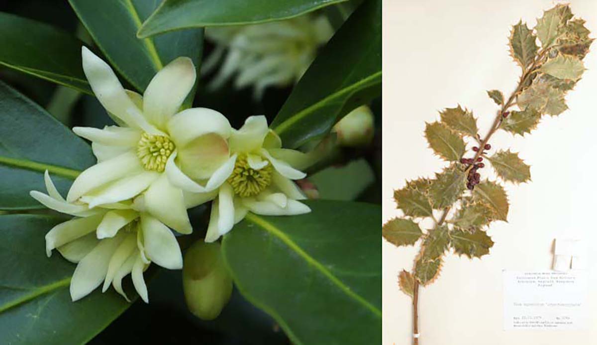 A photograph of Japanese star anise to the left, and a holly botanical sheet to the right.