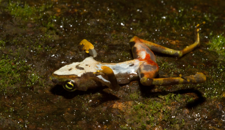 A frog killed by chytridiomycosis lies on its back