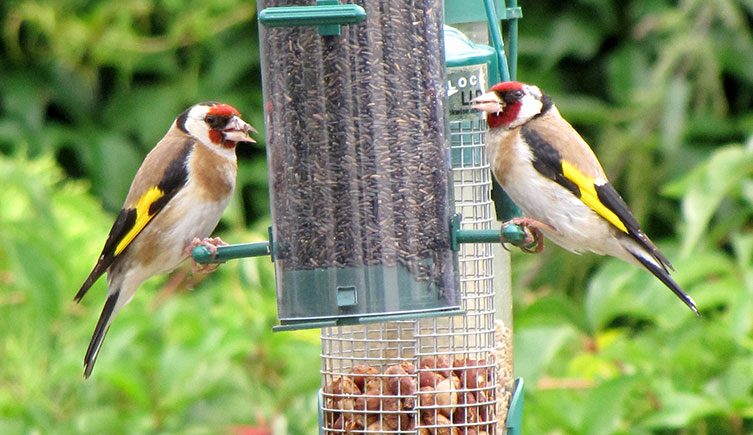 Two goldfinches visiting a bird feeder full of niger seeds