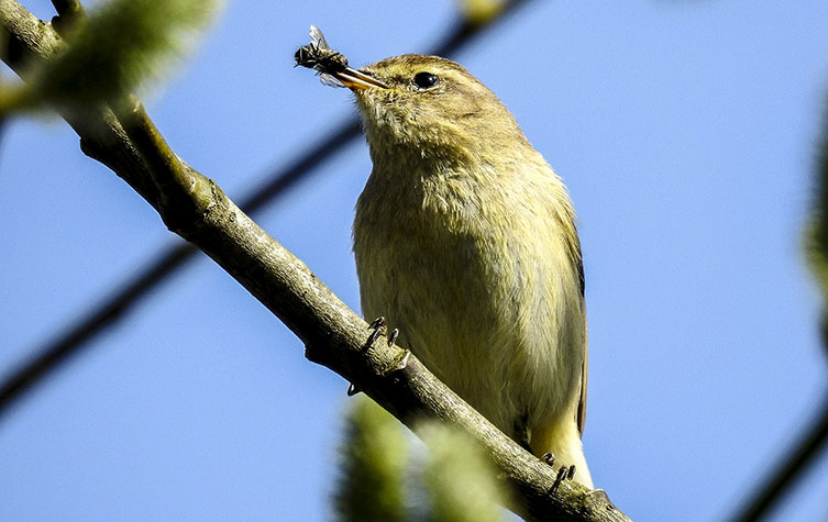Chiffchaff in spring with a fly in its beak