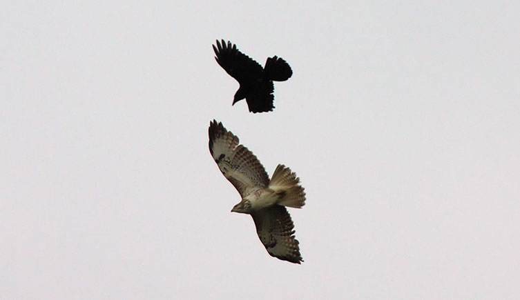 A crow and bigger buzzard seen from below
