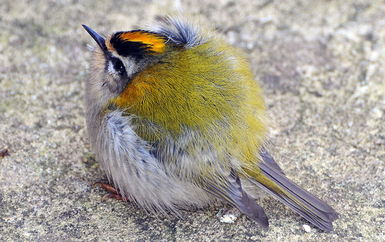 This firecrest is so puffed up it looks almost round