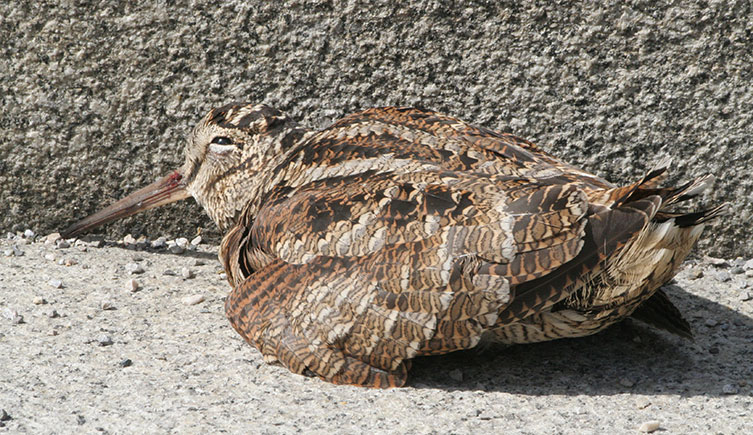 A woodcock sitting on the ground