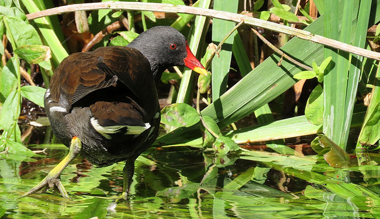 Moorhen wading through vegetation at the edge of a pond in the Museum's Wildlife Garden